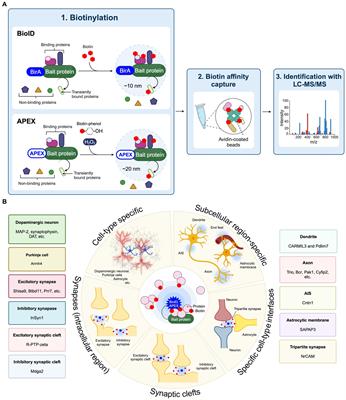 Synaptic proteomics decode novel molecular landscape in the brain